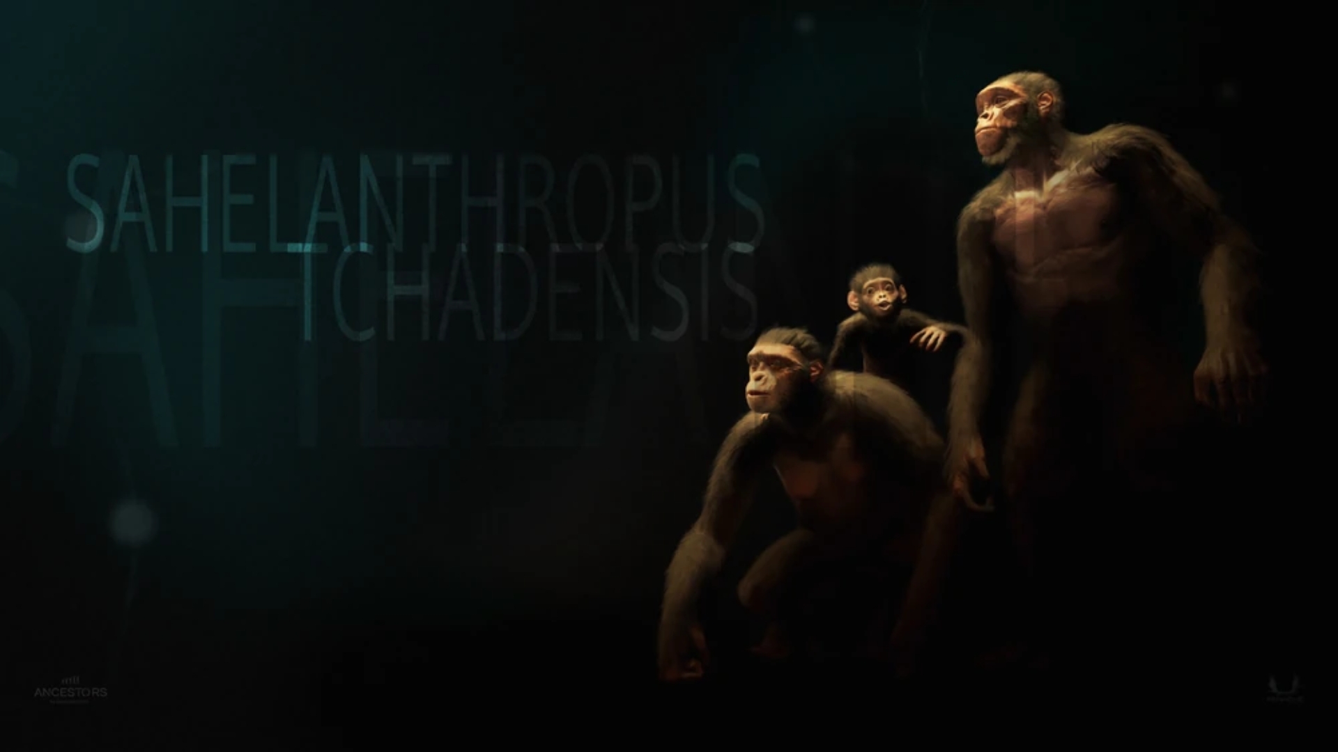 Apresentação da Evolução do Sahelanthropus tchadensis