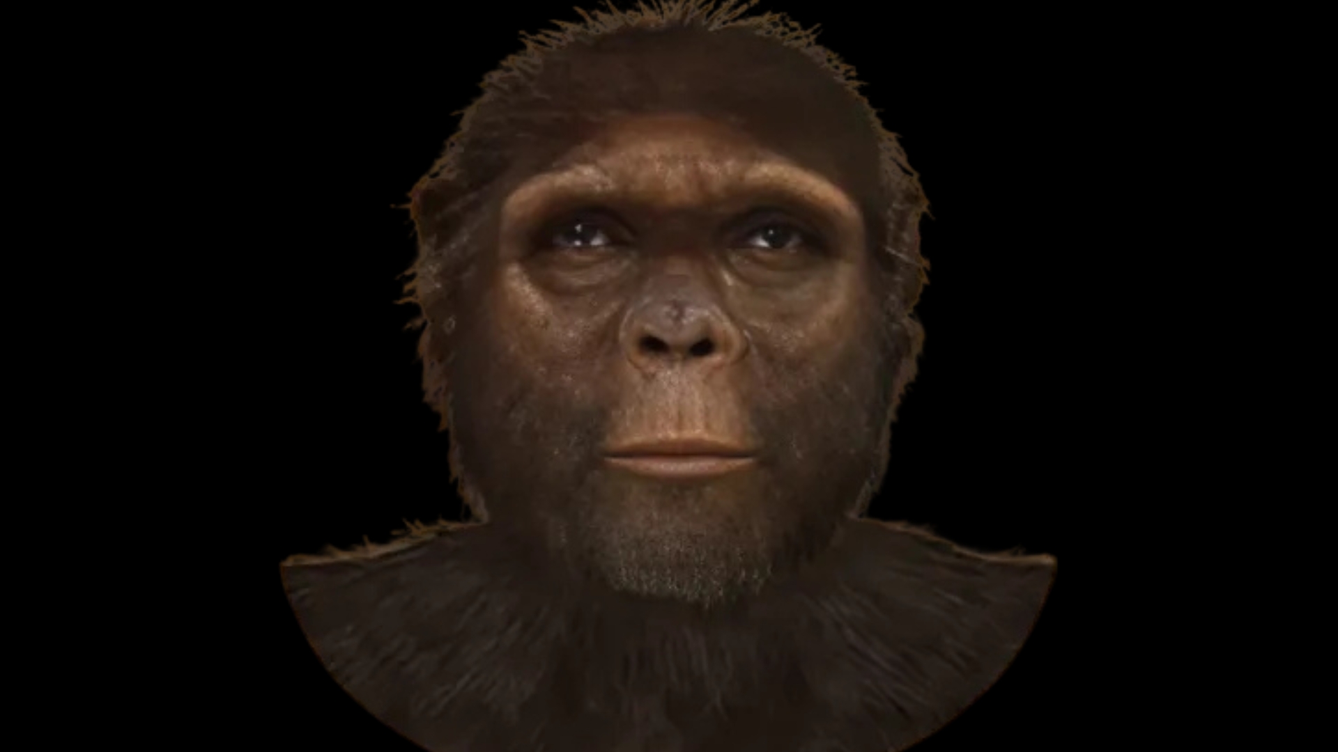 Representação de um Ardipithecus Ramidus