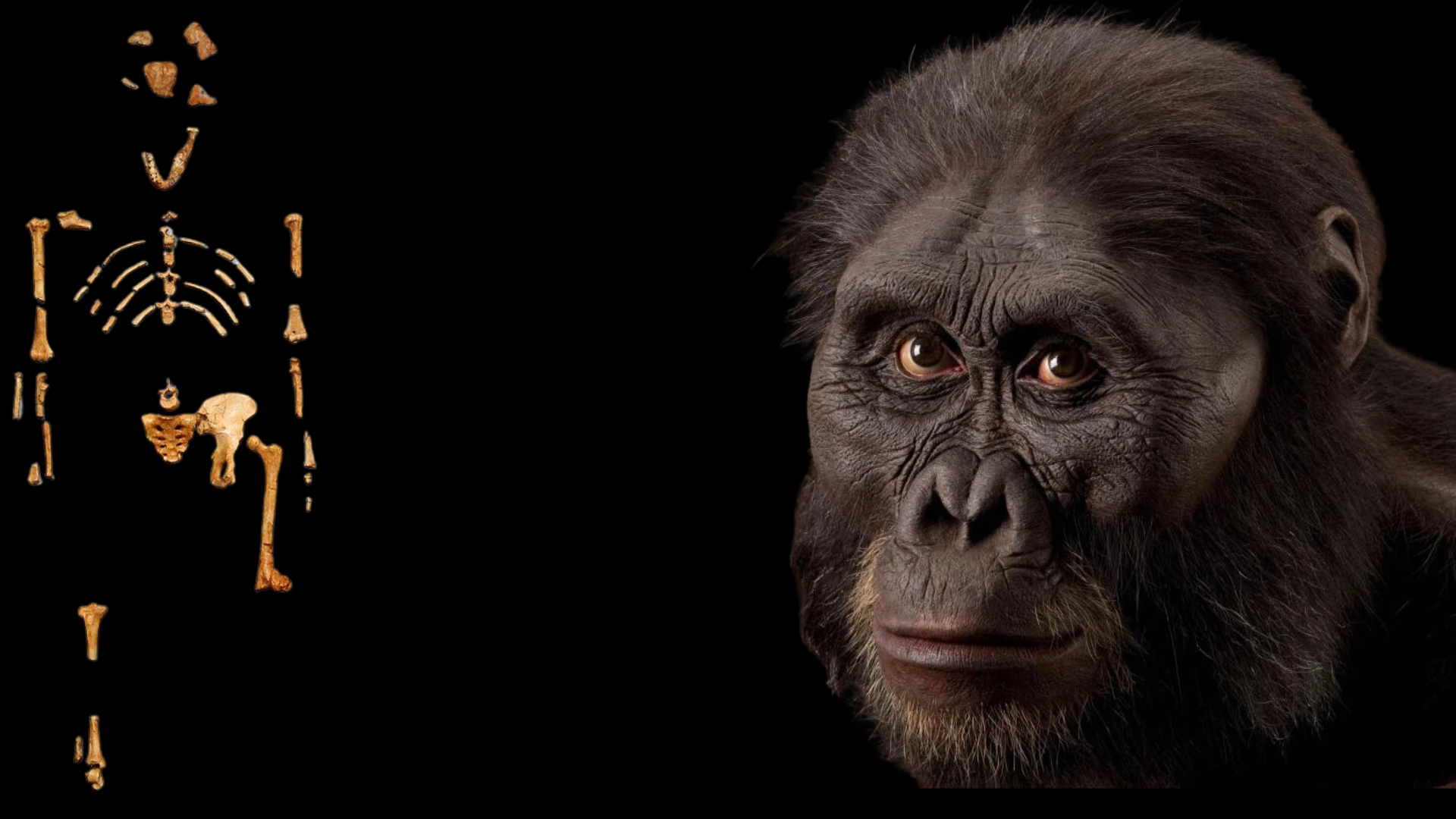 Reconstrução de Lucy, o fóssil mais famoso da espécie Australopithecus afarensis, e os ossos encontrados que compõem seu esqueleto. Descoberta em 1974 na Etiópia, Lucy viveu há cerca de 3,2 milhões de anos e é um dos fósseis mais importantes para entender a evolução humana.