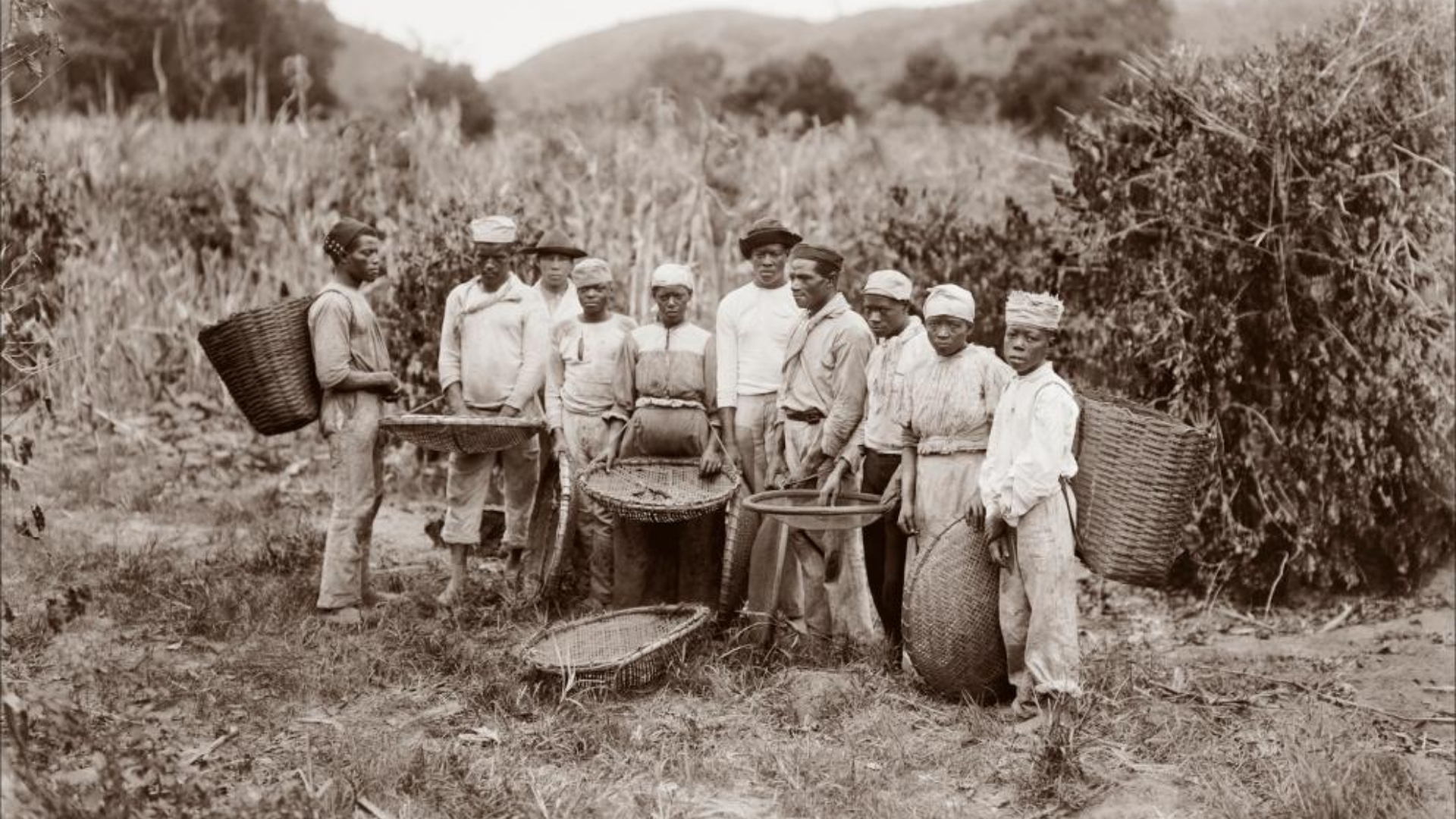 Grupo de pessoas, possivelmente escravizadas, na colheita de café em fazenda não identificada
Ferrez, Marc (1882 circa)